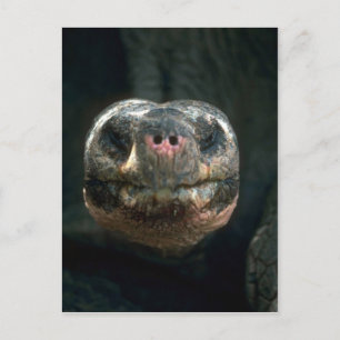 Postal Giant Dome-Shaped