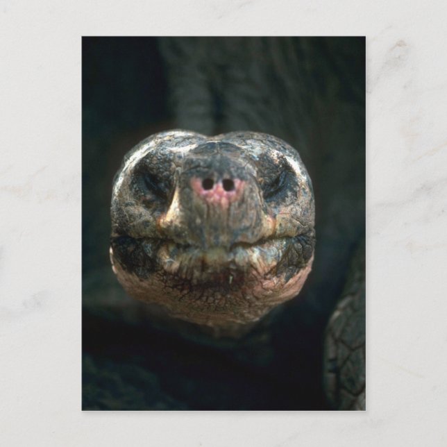 Postal Giant Dome-Shaped (Anverso)