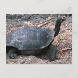 Postal Giant Dome-Shaped Tortoise