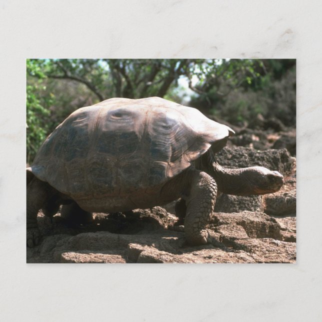 Postal Giant Dome-Shaped Tortoise Walking (Anverso)