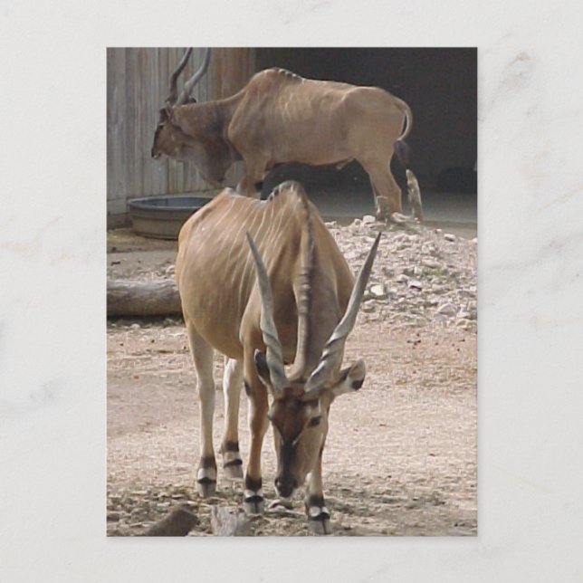 Postal "Giant Eland" (Anverso)