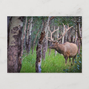 Postal Giant Elk Photo