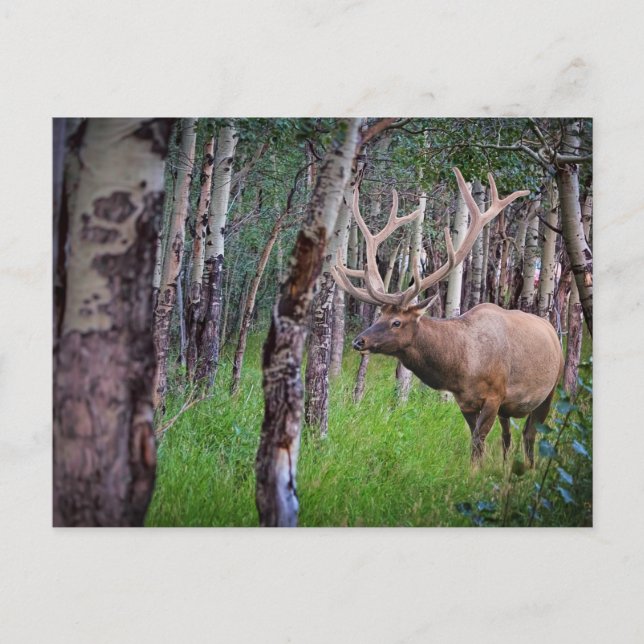 Postal Giant Elk Photo (Anverso)