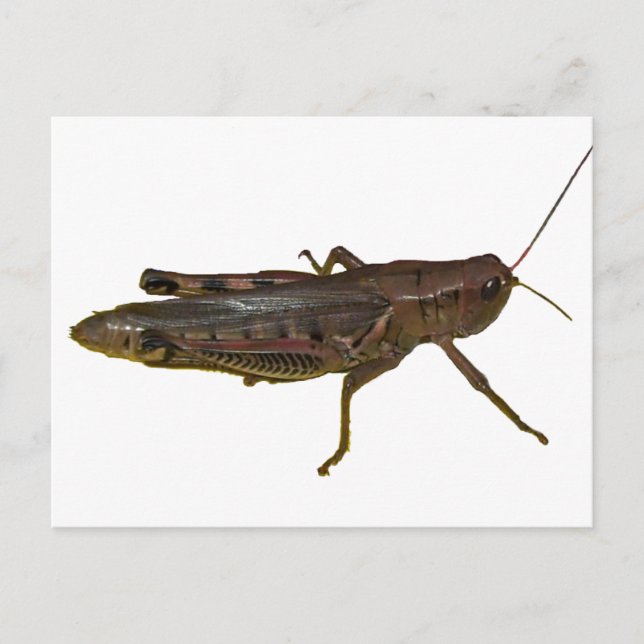 Postal Giant Grasshopper (Anverso)