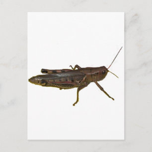 Postal Giant Grasshopper