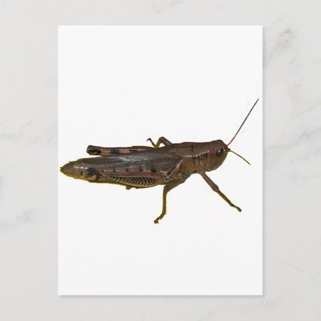 Postal Giant Grasshopper (Anverso)