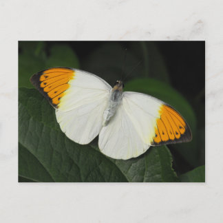 Postal Giant Naranja Tip Butterfly
