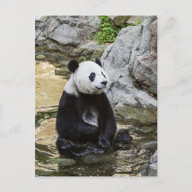 Postal Giant Panda (Anverso)