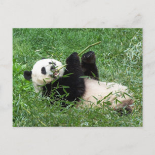 Postal Giant Panda Lounging Comiendo Bambú