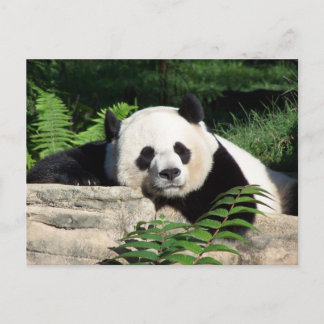 Postal Giant Panda Napping
