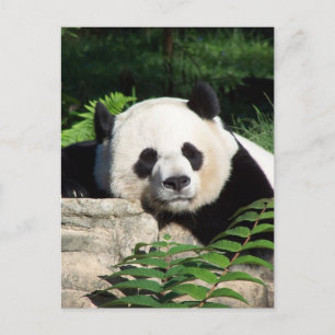 Postal Giant Panda Napping