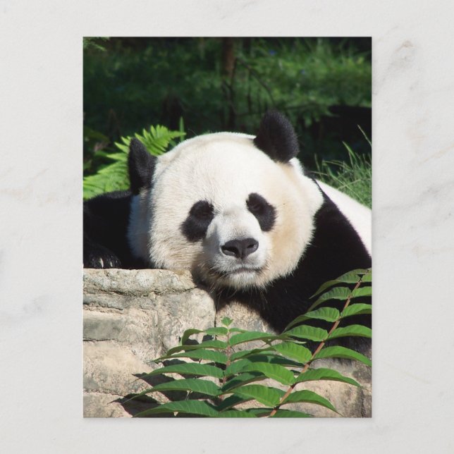 Postal Giant Panda Napping (Anverso)