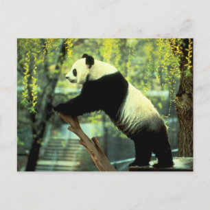 Postal Giant Panda Yoga Stretch