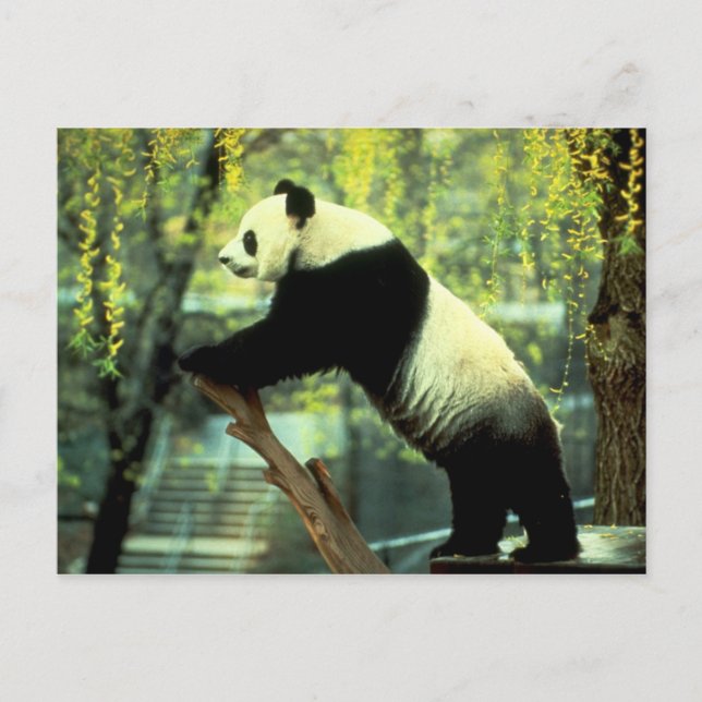 Postal Giant Panda Yoga Stretch (Anverso)