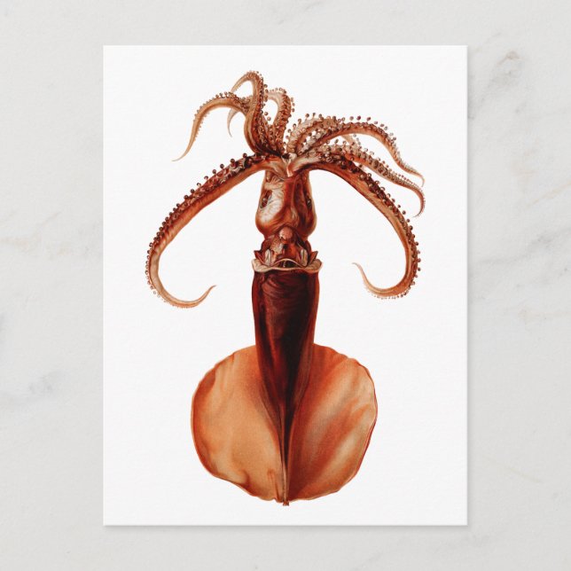 Postal Giant Squid (Anverso)