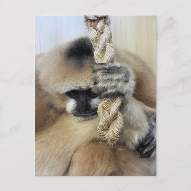 POSTAL GIBBON (Anverso)