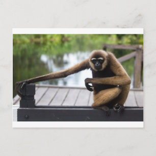 Postal Gibbon