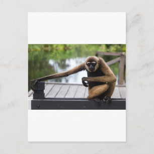 Postal Gibbon