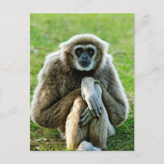Postal Gibbon, hablemos del significado de la vida...