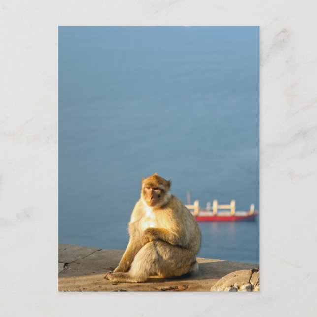 Postal Gibraltar Barbary ape (Anverso)