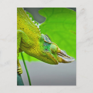 Postal Gigante 3 Horned Chameleon