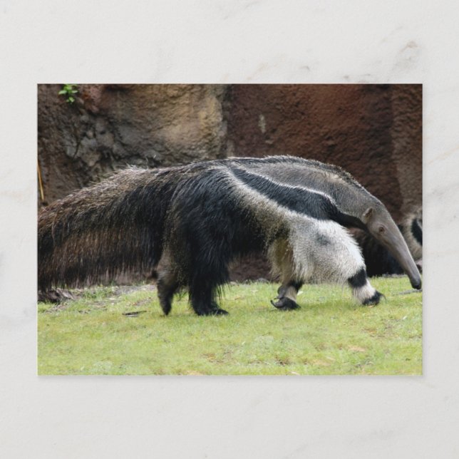Postal Gigante Ant Eater4x6 (Anverso)