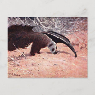 Postal Gigante Anteater Ilustracion Vintage.
