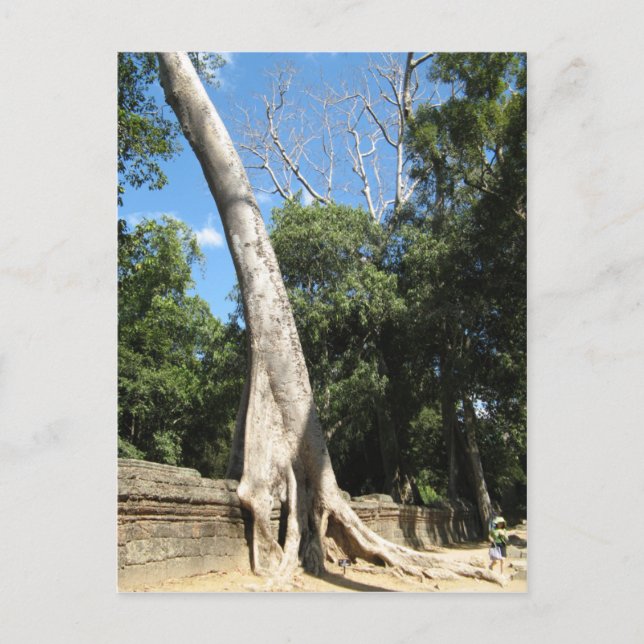 Postal Gigante Banyan Tree ... Templo Ta Prohm, Camboya (Anverso)