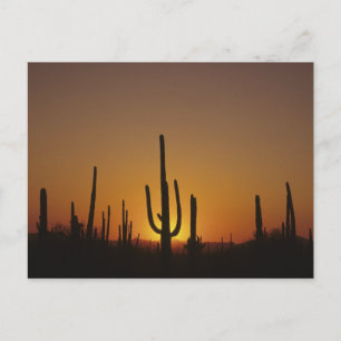 Postal Gigante cactus saguaro Cereus giganteus), 2