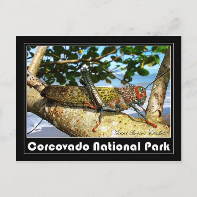 Postal Gigante Cricket Brown, Parque Nacional Corcovado (Anverso)