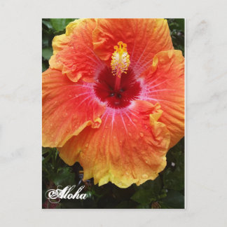 Postal gigante de Hibiscus Aloha