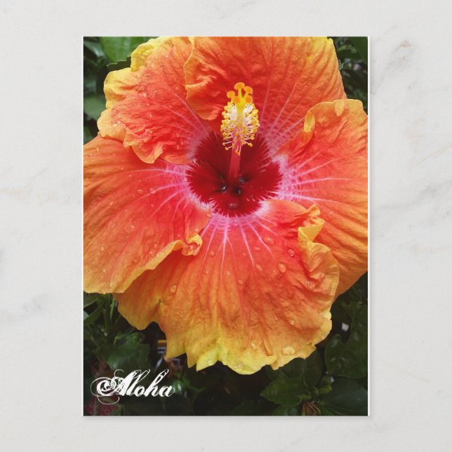 Postal gigante de Hibiscus Aloha (Anverso)