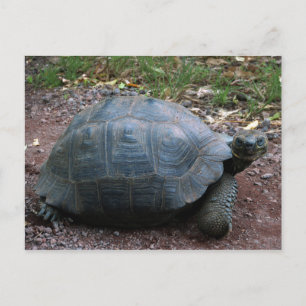Postal Gigante Galápagos Tortoise