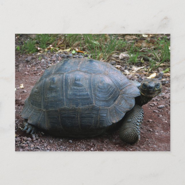 Postal Gigante Galápagos Tortoise (Anverso)