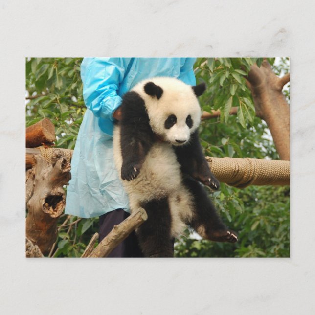 Postal gigante panda (Anverso)