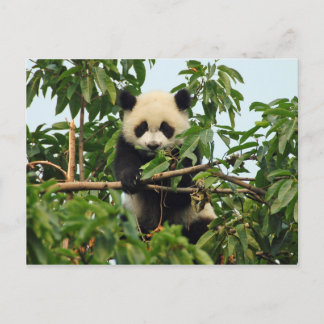 Postal gigante panda