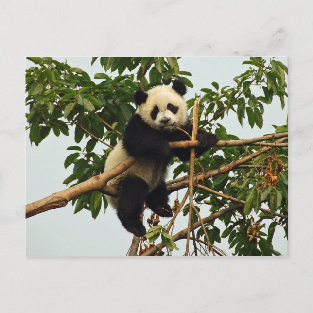 Postal gigante panda (Anverso)