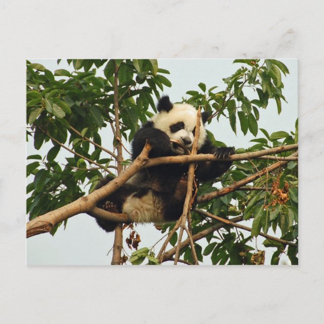 Postal gigante panda (Anverso)