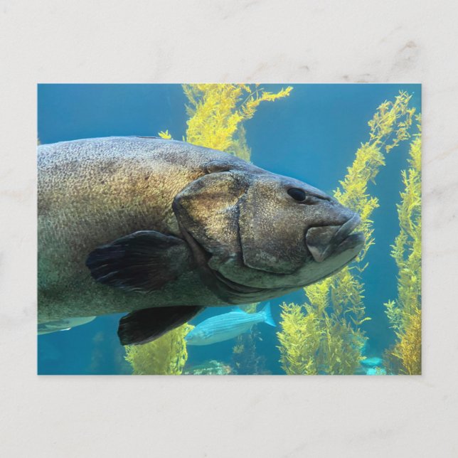 Postal Gigante Sea Bass (Anverso)