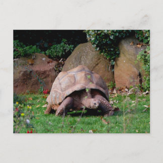Postal Gigante Tortoise