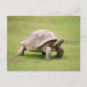 Postal Gigante Tortoise camina sobre el césped