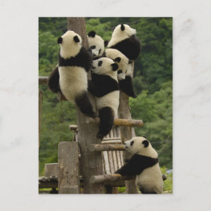 Postal Gigantes pandas bebés Ailuropoda melanoleuca)