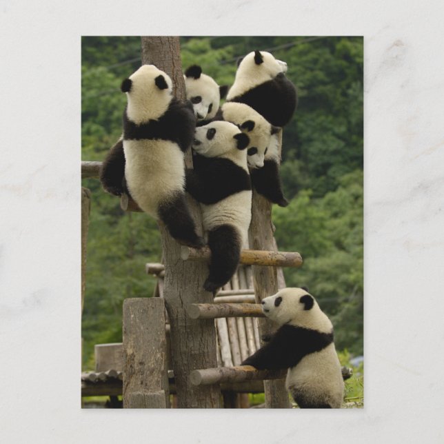 Postal Gigantes pandas bebés Ailuropoda melanoleuca) (Anverso)