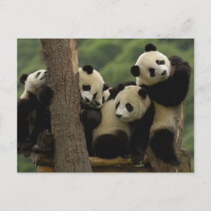 Postal Gigantes pandas bebés Ailuropoda melanoleuca)