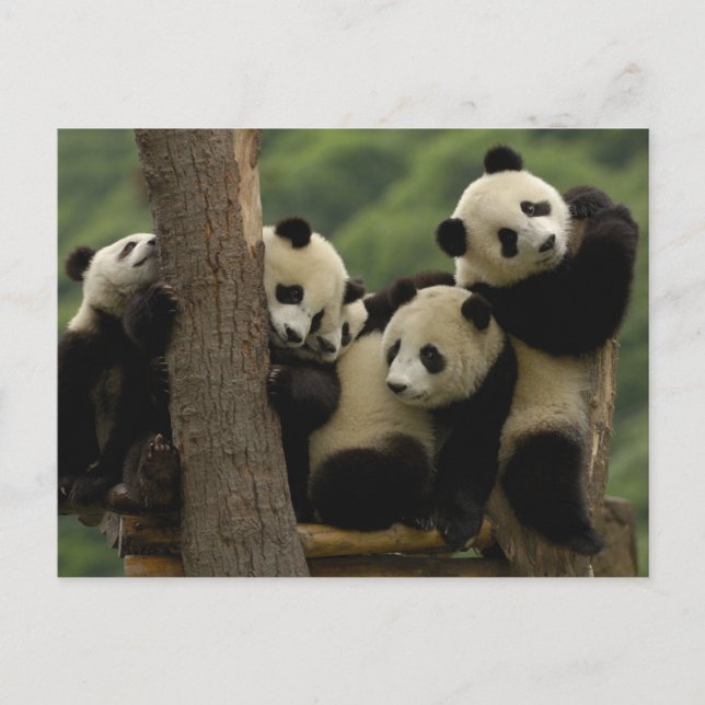 Postal Gigantes pandas bebés Ailuropoda melanoleuca) (Anverso)