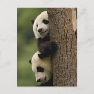 Postal Gigantes pandas bebés Ailuropoda melanoleuca)