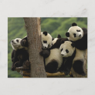 Postal Gigantes pandas bebés Ailuropoda melanoleuca)