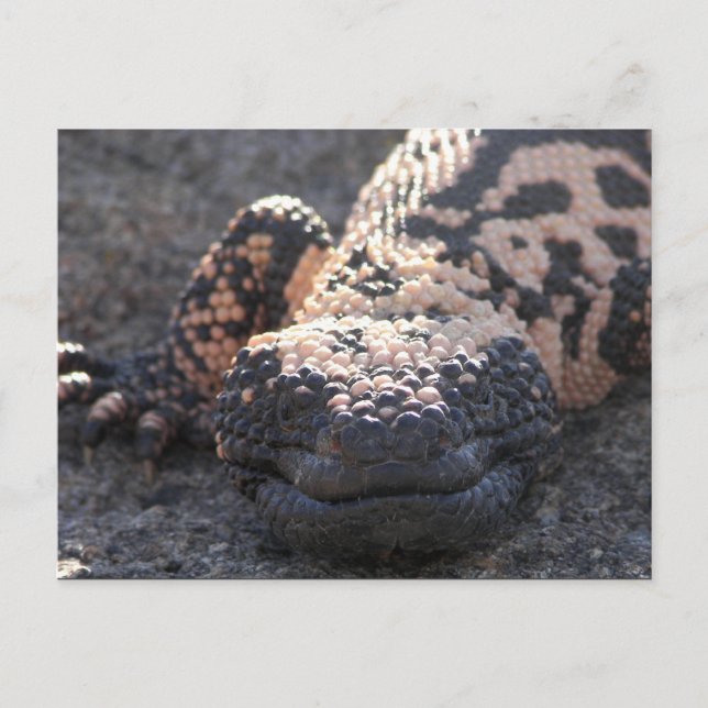 Postal Gila Monster (Anverso)
