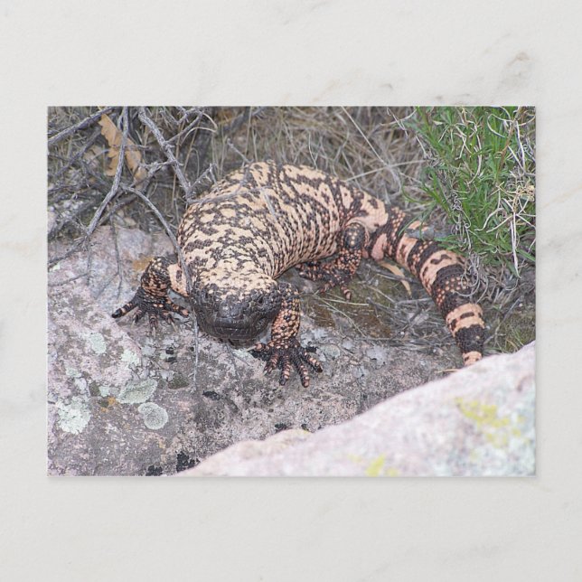 Postal Gila Monster (Anverso)