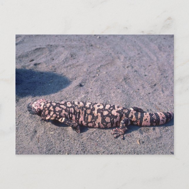 Postal Gila Monster Lizard (Anverso)